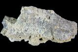 Agatized Fossil Coral Geode - Florida #82815-2